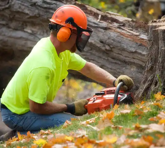 tree services Rochester